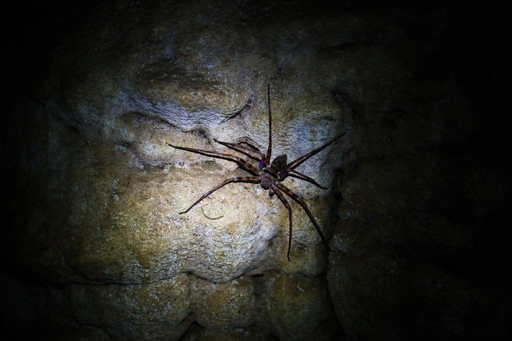 Giant Cave Spider - Huntsman Spider